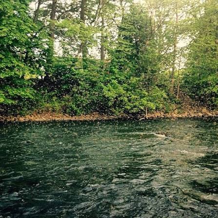 A cloud of mayflies rising over green water against a wooded bank